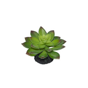 Décor Plante