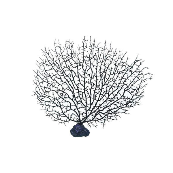 Décor corail
