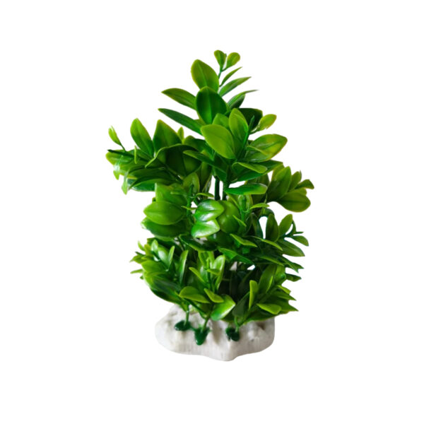 DECOR PLANTE