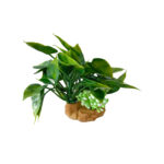DECOR PLANTE H12