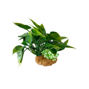 DECOR PLANTE H12