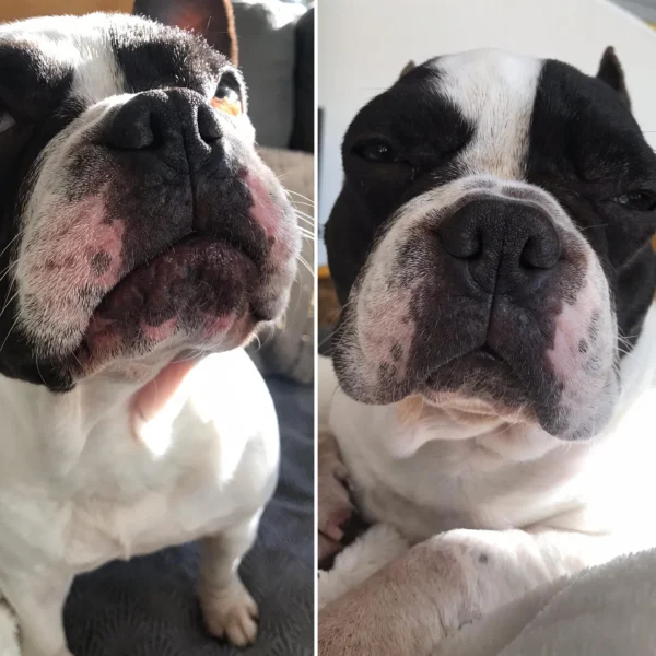 Baume Peau de Pêche pour chiens 🍑 Dexter & Mango – Image 3
