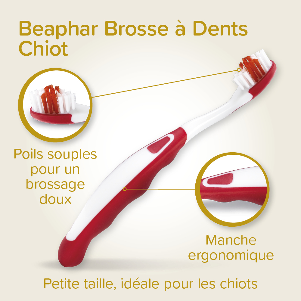 Kit dentaire Chiot : dentifrice + 2 brosses à dents – Image 3