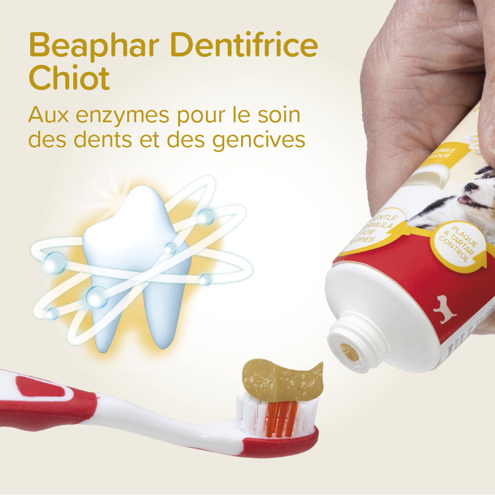 Kit dentaire Chiot : dentifrice + 2 brosses à dents – Image 5
