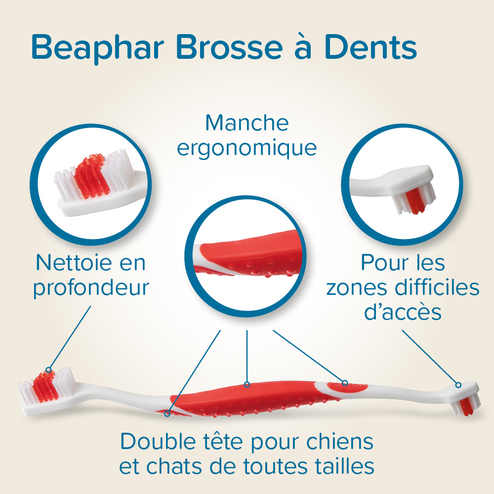 Brosse à dents buccafresh – Image 4