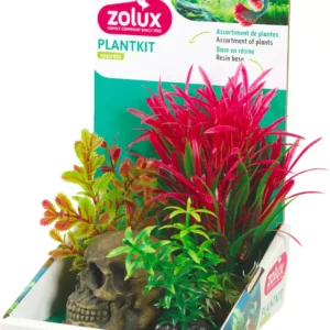 PLANTKIT TETE DE MORT S